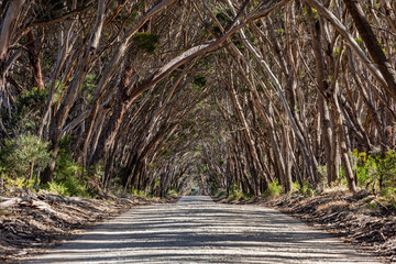 Beautiful eucalyptus tree tunnel on Kangaroo Island, South Australia, Australia