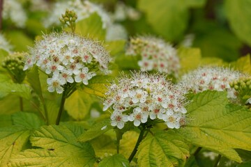 Closeup on the North-American white blossoming Ninebark, Physocarpus opulifolius in the garden