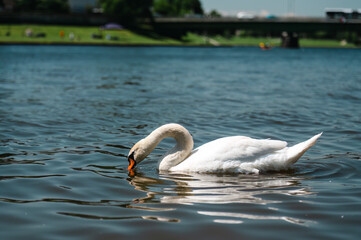 swan on the lake
