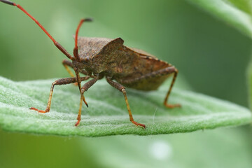 Low angle closeup on the brown Dock bug , Coreus marginatus sitting on a green leaf in the garden