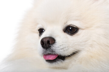 Portrait of adorable Pomeranian Spitz, closeup, isolated on a white background
