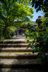 鎌倉245　安国論寺6　新緑