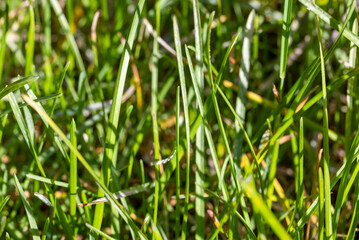 Green grass background. Closeup view.