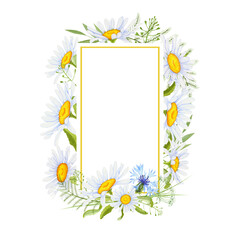 Watercolor frame with daisies and wild herbs.