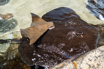 Closeup of stingrays in shallow water