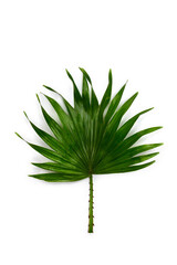 Tropical leaf palm tree on a white background with space for text. Top view, flat lay