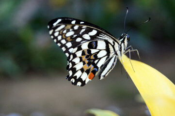 Schmetterling schwarz weiß sitzt auf Pflanze
