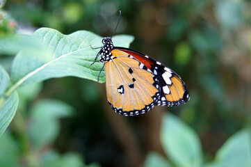 Schmetterling auf grünem Blatt
