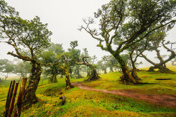 Fanal Forest. Misty forest in Fanal.  Old laurel tree in laurel tree forest in madeira in Portugal