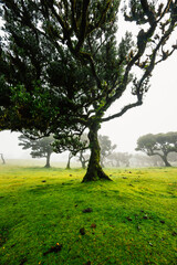 Fanal Forest. Misty forest in Fanal.  Old laurel tree in laurel tree forest in madeira in Portugal