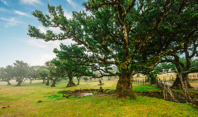 Fanal Forest. Misty forest in Fanal.  Old laurel tree in laurel tree forest in madeira in Portugal