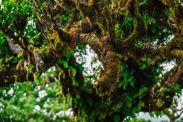 Fanal Forest. Misty forest in Fanal.  Old laurel tree in laurel tree forest in madeira in Portugal