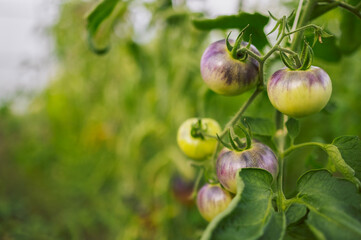 Different types of tomatoes. Harvest of tomato varieties