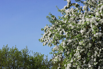 Blooming fruit tree against the sky.