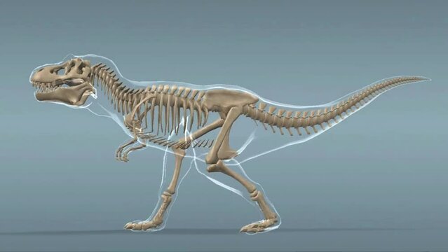 tyrant lizard skeleton