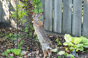 A Cottontail Rabbit Trying to Eat a Small Bush Through a Wire Cage in a Backyard Garden