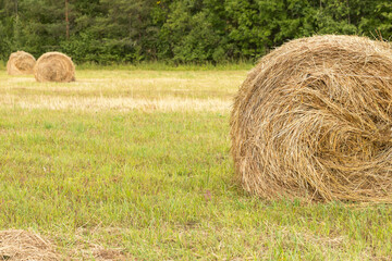 bales of hay in the field in autumn. Mowing grass for feeding animals. Packaging and storage of hay. Harvesting grass for cows for the winter.