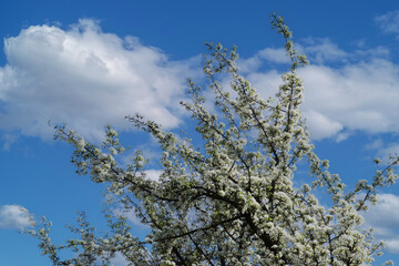 Photo of a white blossoming apple tree against the sky.