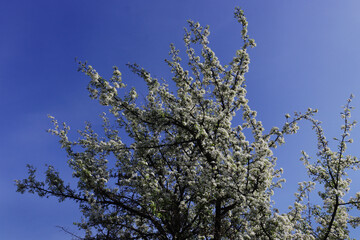 Blooming fruit tree against the sky.
