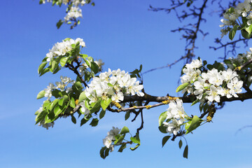 Photo of a white flowering branch.