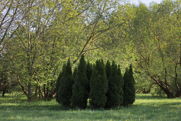 Fototapeta premium Green nature scene in forest area.