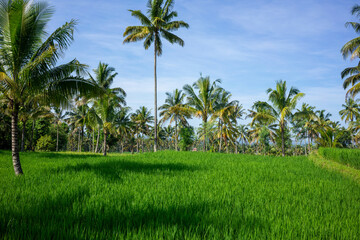 Lush Green Rice Fields with Palm Trees in Lombok, Indonesia