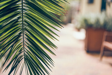 A green branch of a date palm on a blurred natural background. The foliage of a tropical plant with...