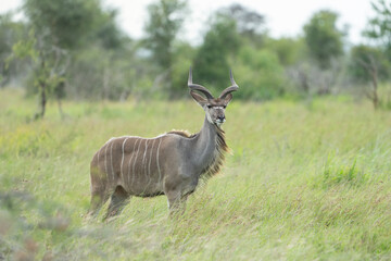 Beautiful shot of Kudu observing his surroundings