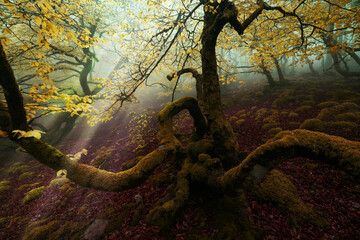 Magical forest with dark trees