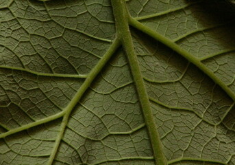 Plant Leaf Veins 