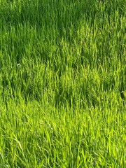 green grass background