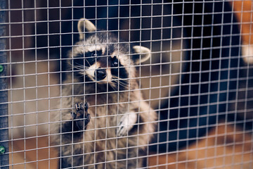 The raccoon is behind the net. An ordinary raccoon. An omnivorous animal with gray-brown fur. It stands sadly behind the wire mesh. With space to copy. High quality photo © daryakomarova