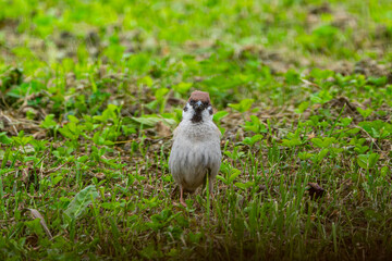 Bird in the nature and in the garden