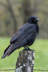 Raven 