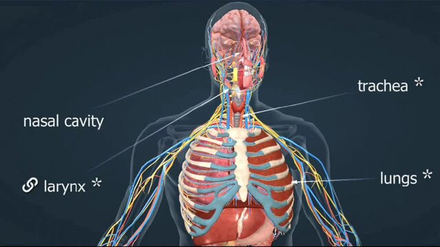 Human Respiratory system