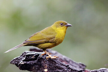 Olive-green Tanager (Orthogonys chloricterus) perched on a trunk.