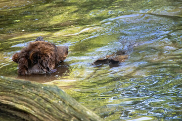 Brown bear with cubs swimming in water © Borias