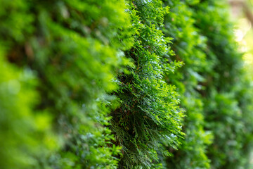 Close-up of Lush Green Conifer Hedge on a Sunny Day in a Garden Setting, Showing Detailed Foliage Texture, Ideal for Nature and Outdoor Themes