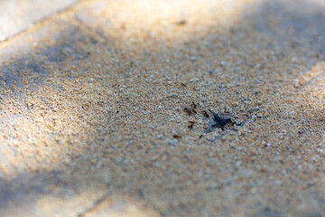 Ants Walking on Sunlit Sandy Ground in Summer. Small Insects in Natural Habitat Showcasing Ants in Focus on Textured Surface with Shadows. Ideal for Exploring Insect Behavior, Summer, Outdoor Themes