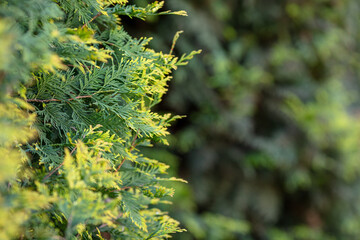Close-Up of Sunlit Green Cedar Tree Branches in Nature, Blurred Background, Natural Texture, Spring...