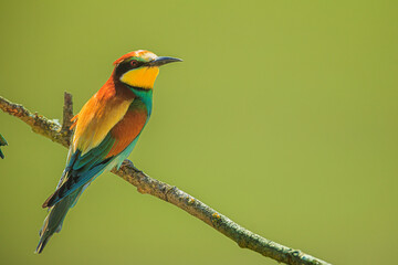 The European bee-eater (Merops apiaster) resting on a branch