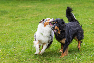 male black and gold Hovie dog hovawart playing with an Australian Shepherd Dog