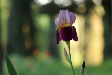 fiore di iris in primavera al tramonto in un giardino