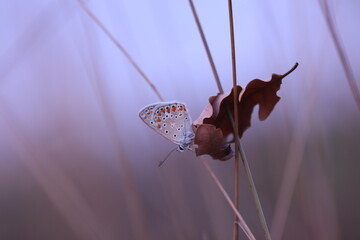 una farfalla comune blu su una foglia di quercia