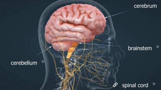 Anatomy of brain