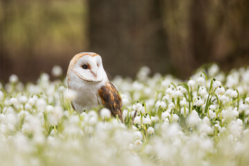 barn owl (Tyto alba) in spring snowbells