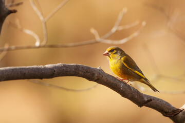 European greenfinch,Carduelis chloris on a bush without leaves