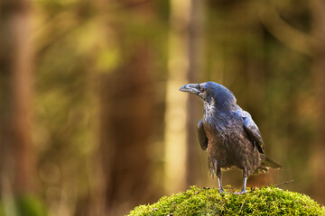 common raven (Corvus corax) in the wood