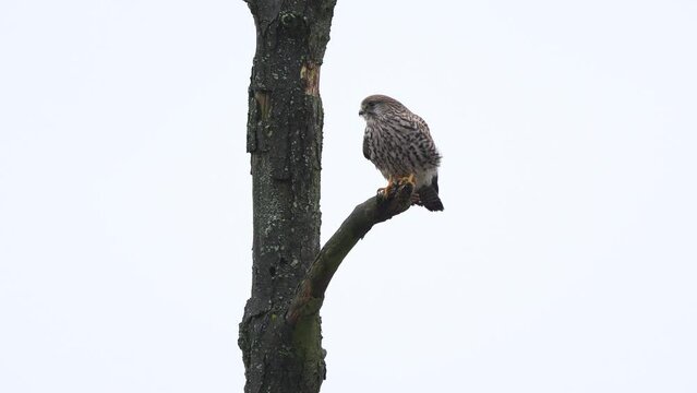 A female common kestrel (Falco tinnunculus) sitting on a branch of a dead tree
