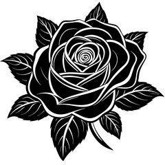 white-background-rose-flower